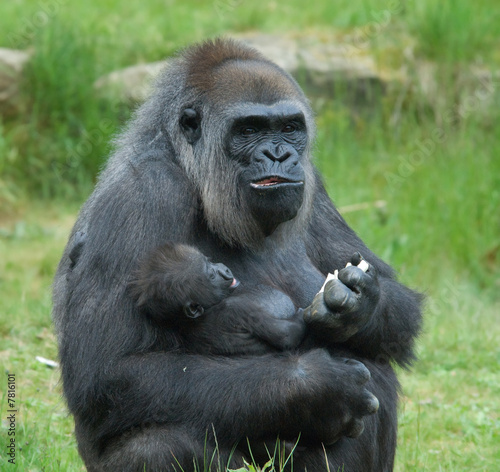 gorilla with baby © Eric Gevaert