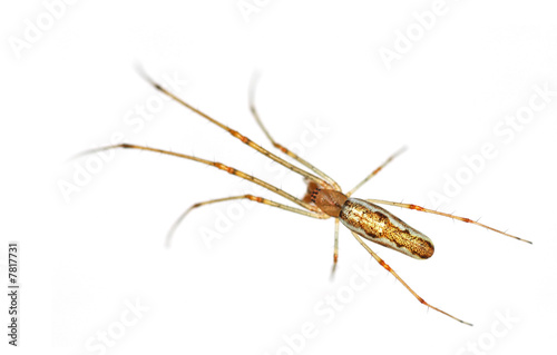 isolated long legged spider close-up