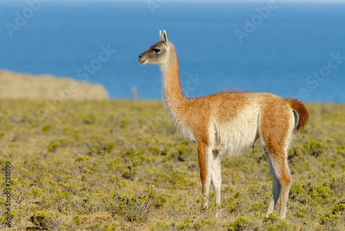 Guanaco (Lama Guanicoe) in Patagonia