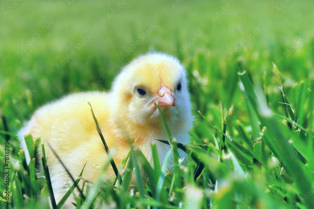 Chicken have a rest on green grass Chicken have a rest on green grass