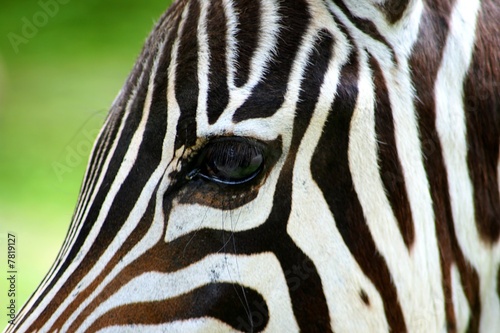 Zebra