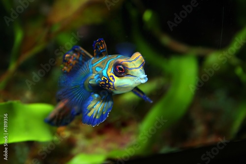 Mandarinenleierfisch,Synchiropus splendidus photo