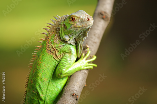 Iguana on a tree branch © Ljupco Smokovski