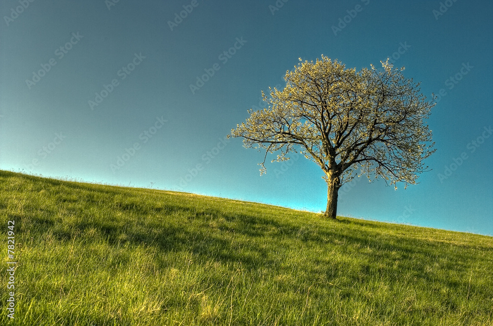 Fototapeta premium tree in the meadow