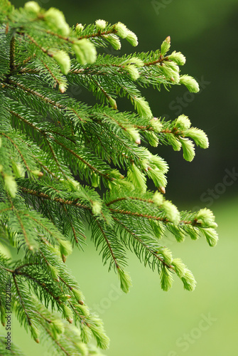 germoglio di abete a primavera