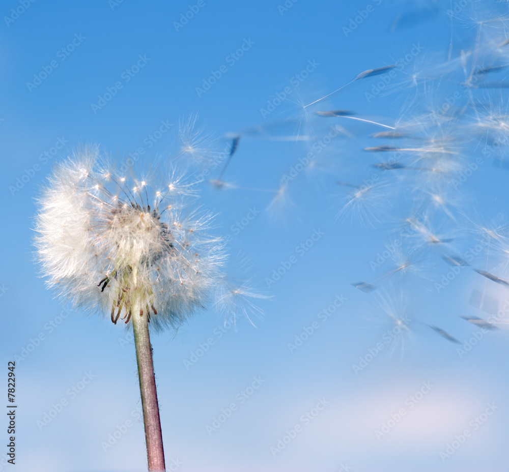 Fototapeta premium Dandelion wind