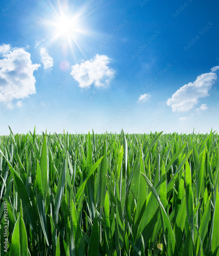 Obraz premium saftige Wiese