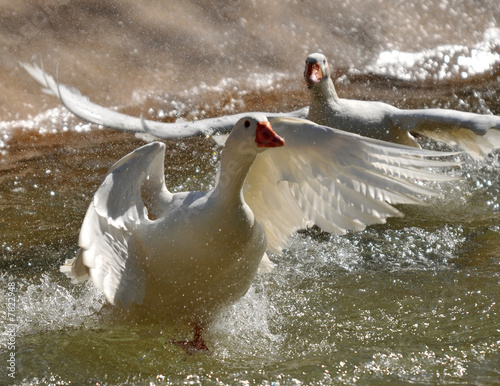 Geese taking off photo