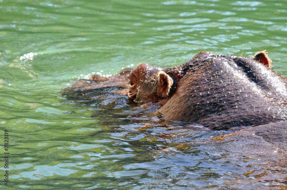 Fototapeta premium Hippos head