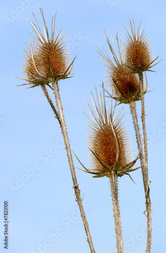 Dry prickly weed