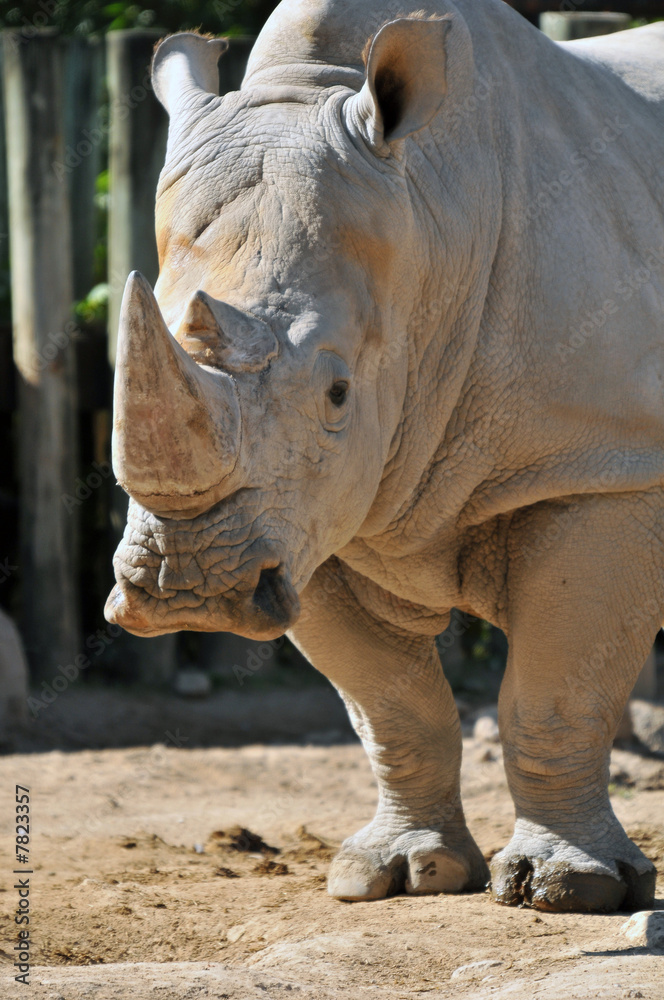 Fototapeta premium Great White Rhino