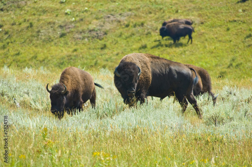 Buffalo herd, Yellowstone National Park