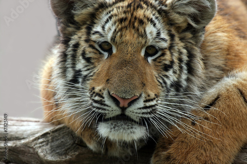 Fototapeta Naklejka Na Ścianę i Meble -  Playful Tiger Cub
