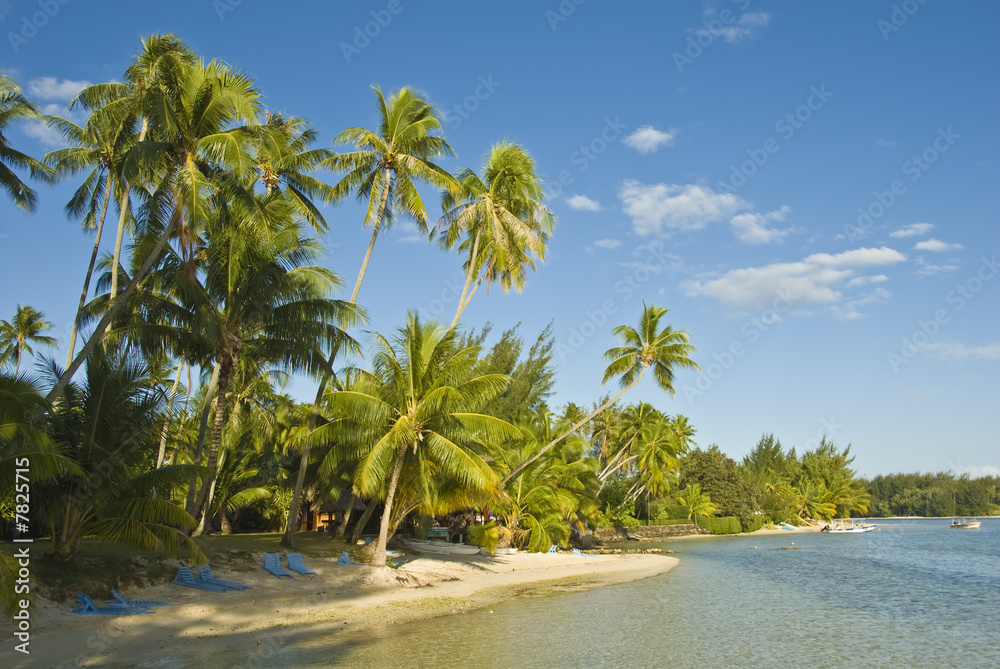 Obraz premium Coconut trees on moorea in south seas, Moorea, Polynesia