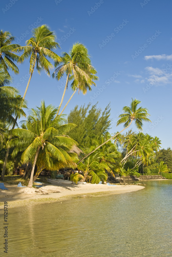 Obraz premium Coconut trees on moorea in south seas, Moorea, Polynesia
