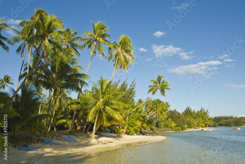 Coconut trees on moorea in south seas  Moorea  Polynesia