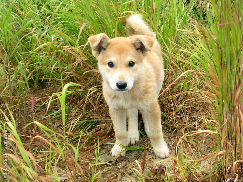 Puppy Puppy