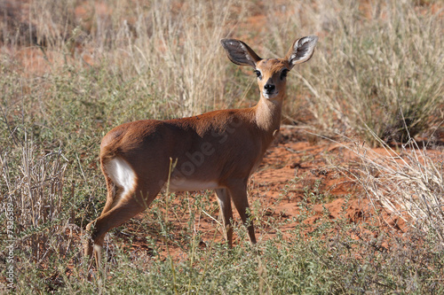 Steenbok photo