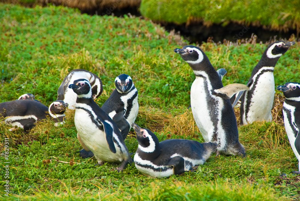 Naklejka premium Magellanic penguins