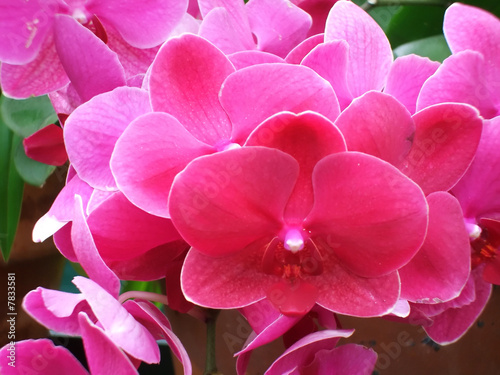 Rare variety of beautiful vibrant pink hothouse orchids