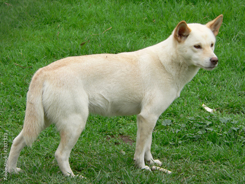 white dingo portrait © susan flashman