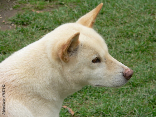 white dingo close up
