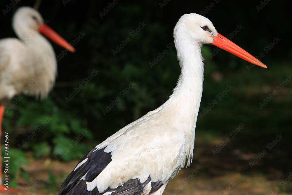 Fototapeta premium sTORCH