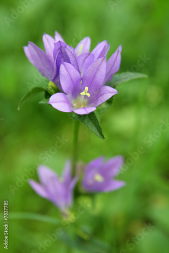 gentian