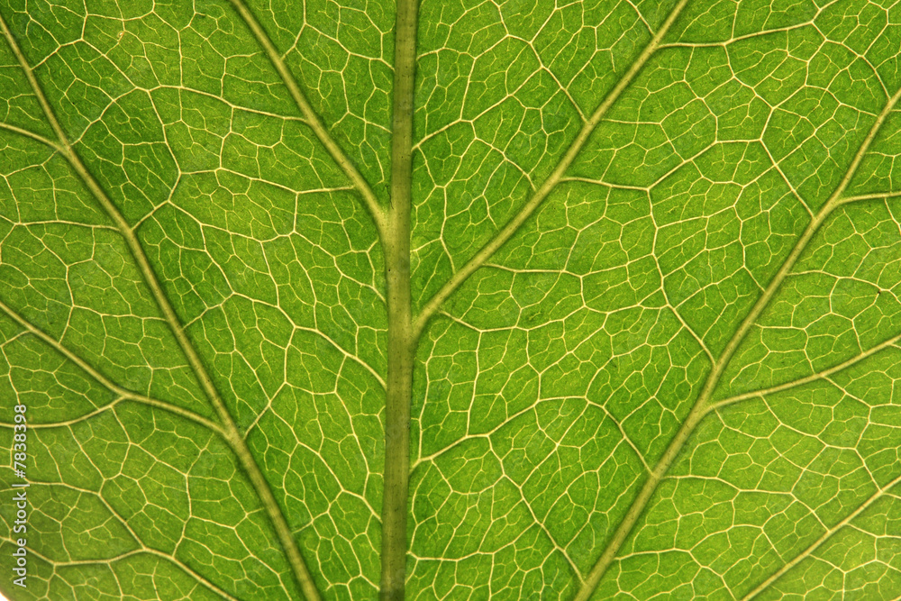 Fototapeta premium Leaf