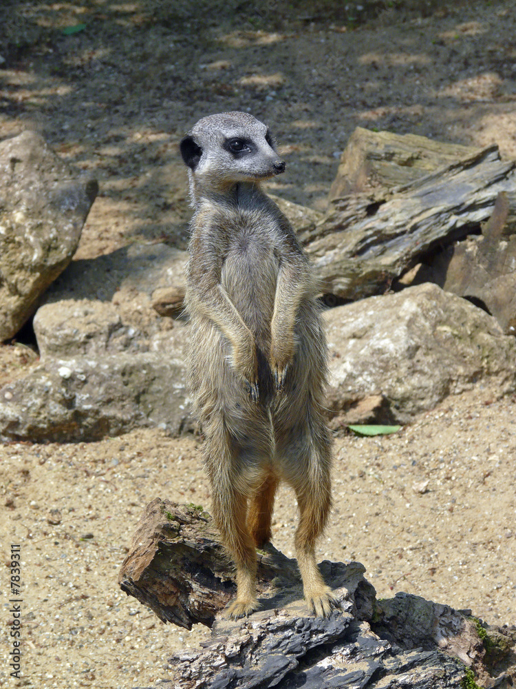 Fototapeta premium Meercat No 3