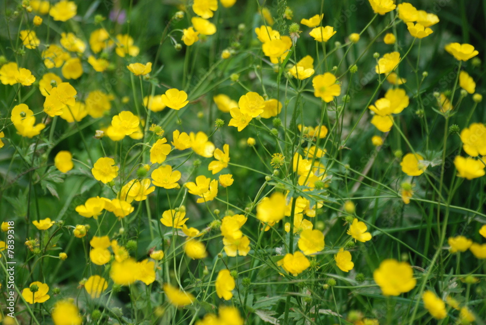 Obraz premium fleur et champ