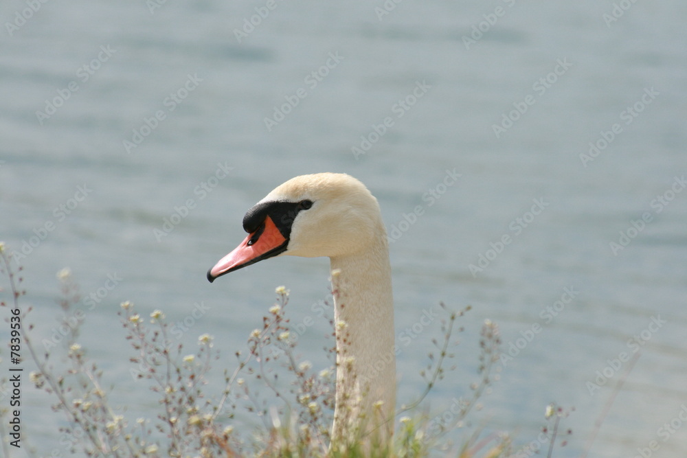 Schwan Schwan
