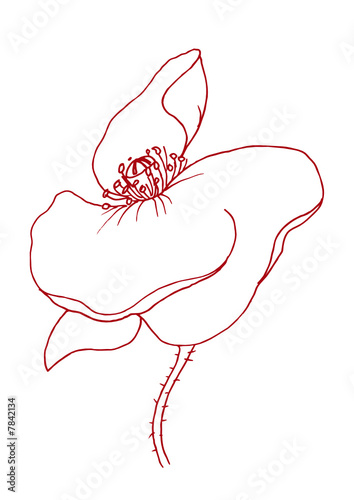 Vektor Silhouette Kontur einzelne Mohnblume