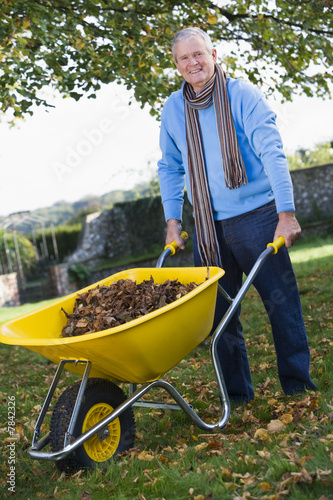 Senior man collecting leaves in wheelbarrow