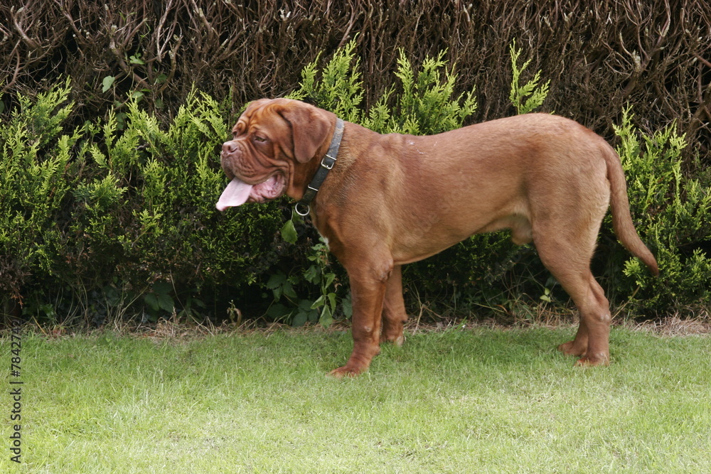 french mastif dogue de bordeaux dogs french mastif dogue de bordeaux dogs