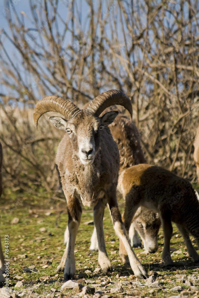 Obraz premium mouflon