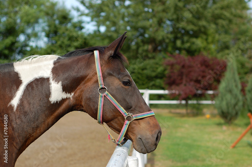 portrait standing on paddock horse