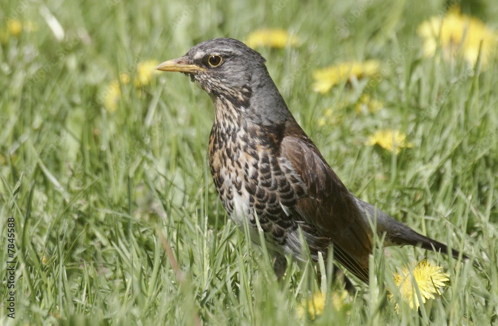 Fieldfare Fieldfare