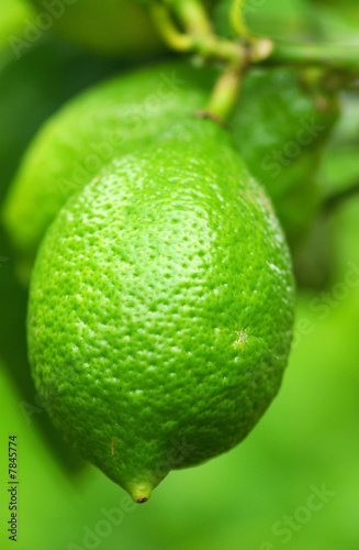 Green lemon in the lemon tree.
