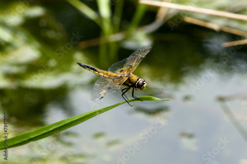 Libelle am Teich