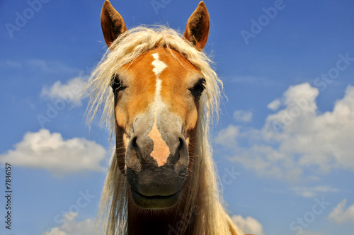 Pferd vor blauem Himmel