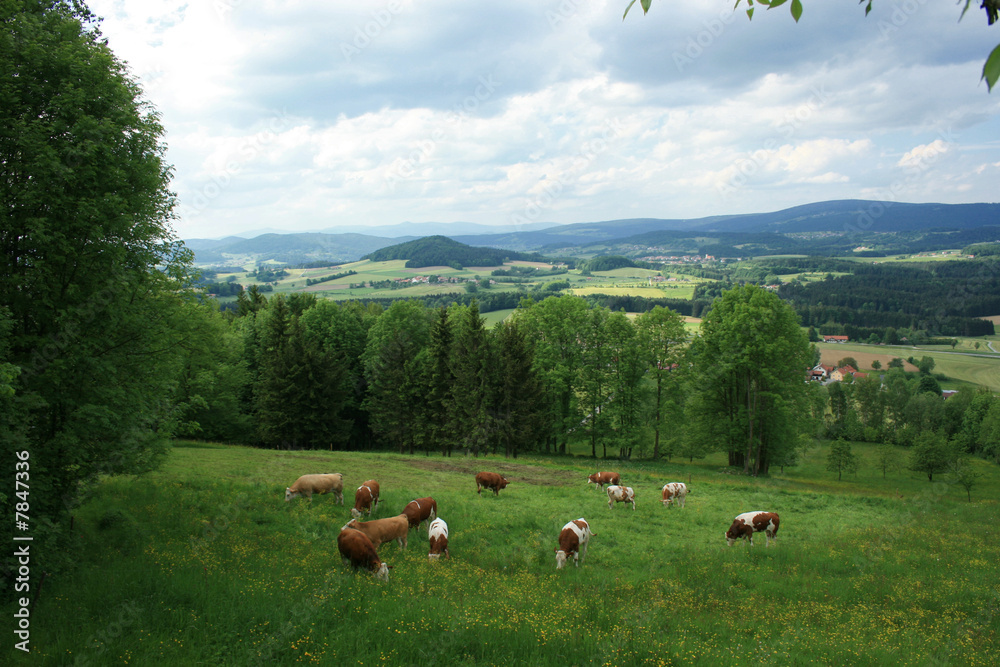 Fototapeta premium Saftige Wiesen und Felder im Bayerischen Wald