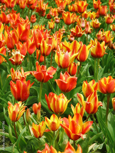 Tulips.