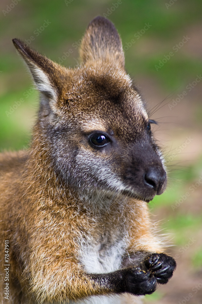 Kangaroo Kangaroo