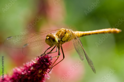 Yellow Dragonfly © Giuliano Maciocci