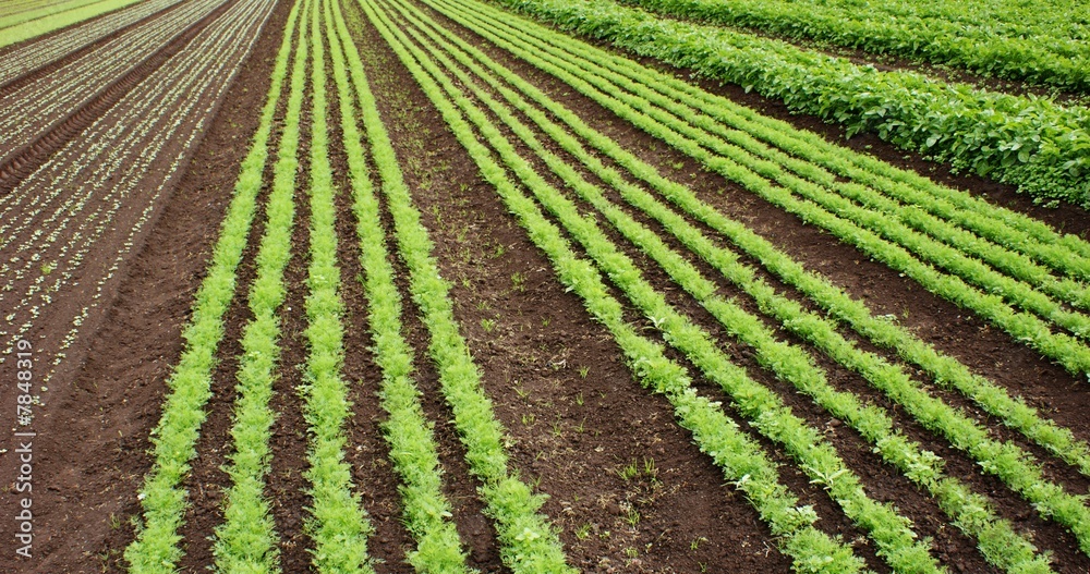 farm plantings farm plantings