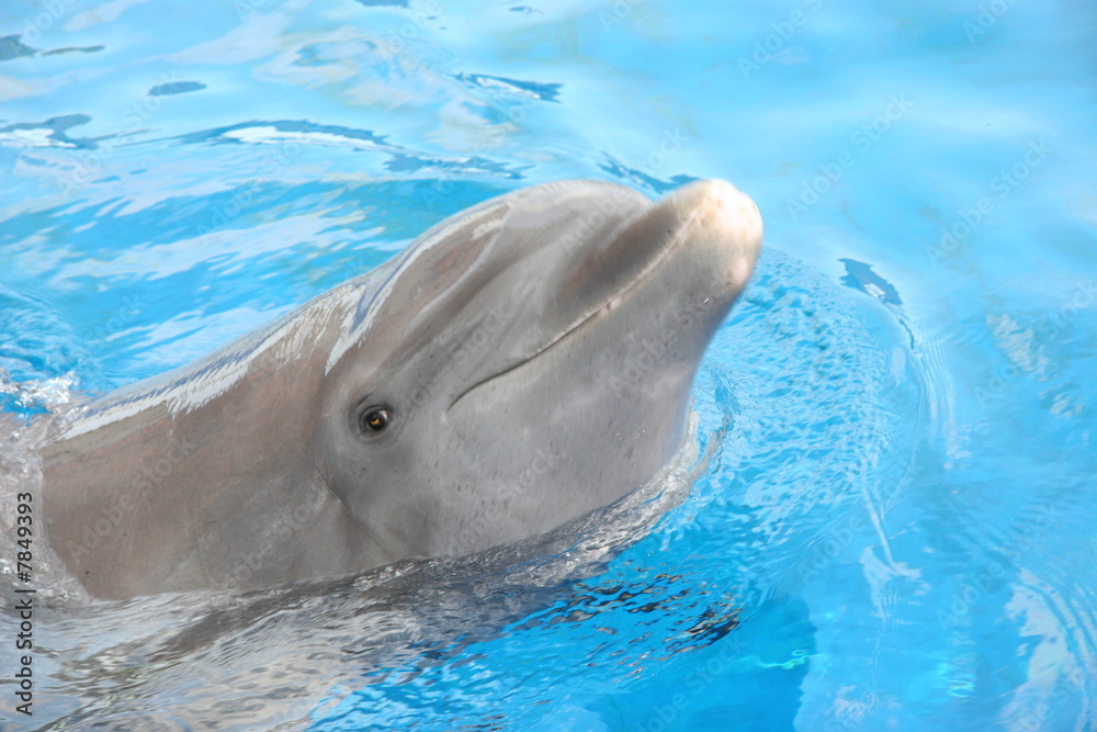 Fototapeta premium TENDER KISS