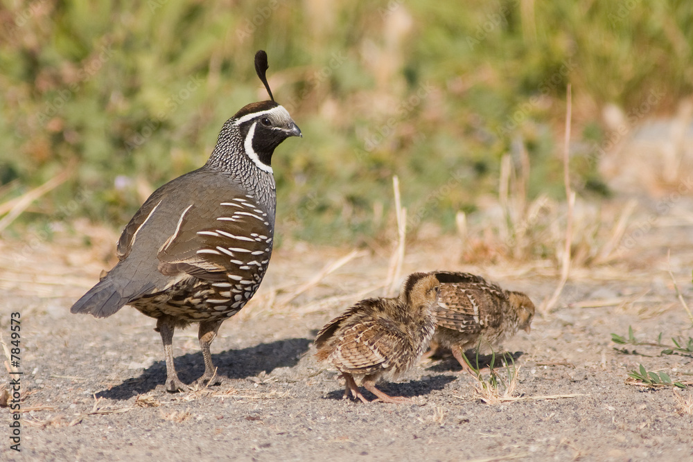 Naklejka premium Daddy Quail