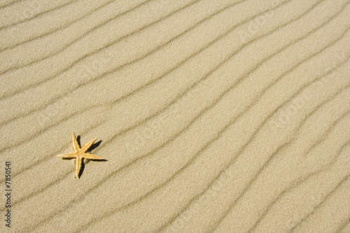 the starfish on sand