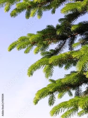 bunches of coniferous tree